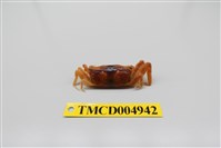 藏品(短身大眼蟹)的圖片